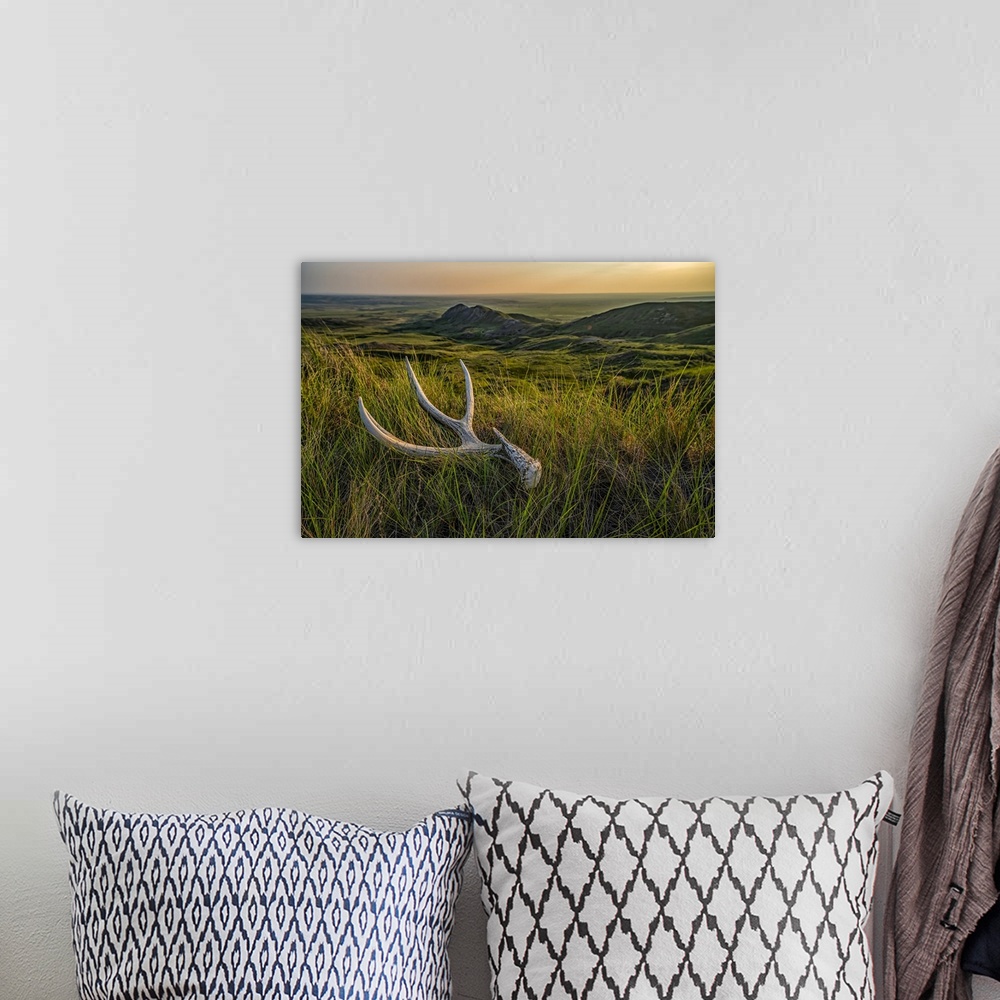 A bohemian room featuring Old deer antler laying in the grass at dusk in Grasslnds National Park; Val Marie, Saskatchewan, ...
