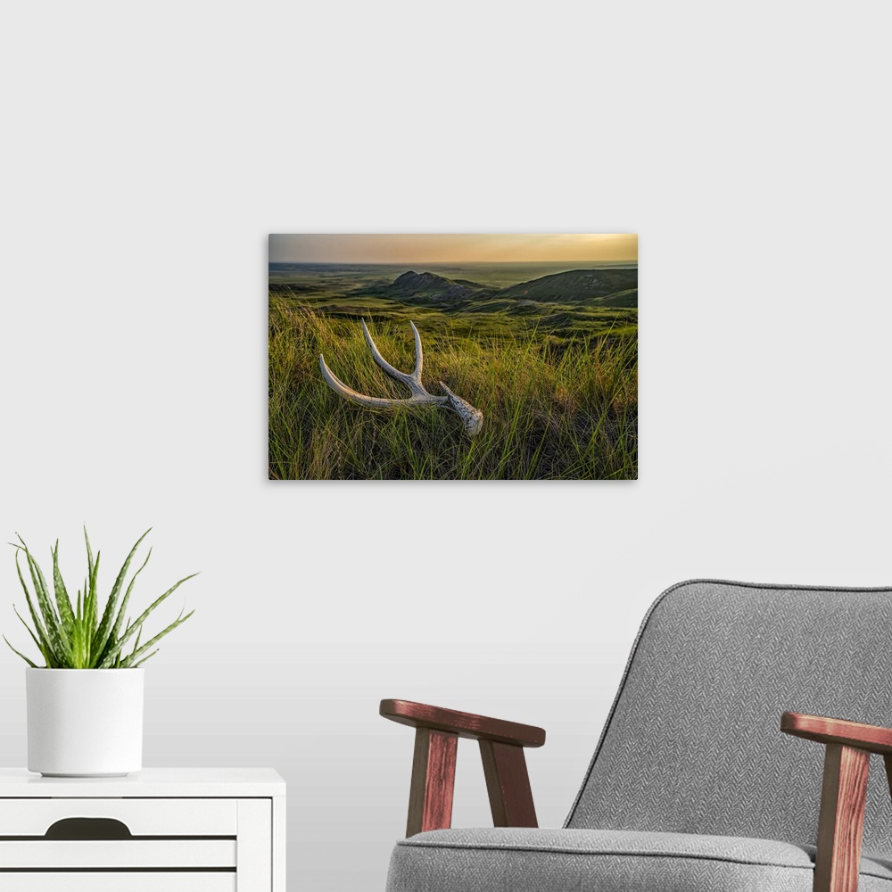 A modern room featuring Old deer antler laying in the grass at dusk in Grasslnds National Park; Val Marie, Saskatchewan, ...