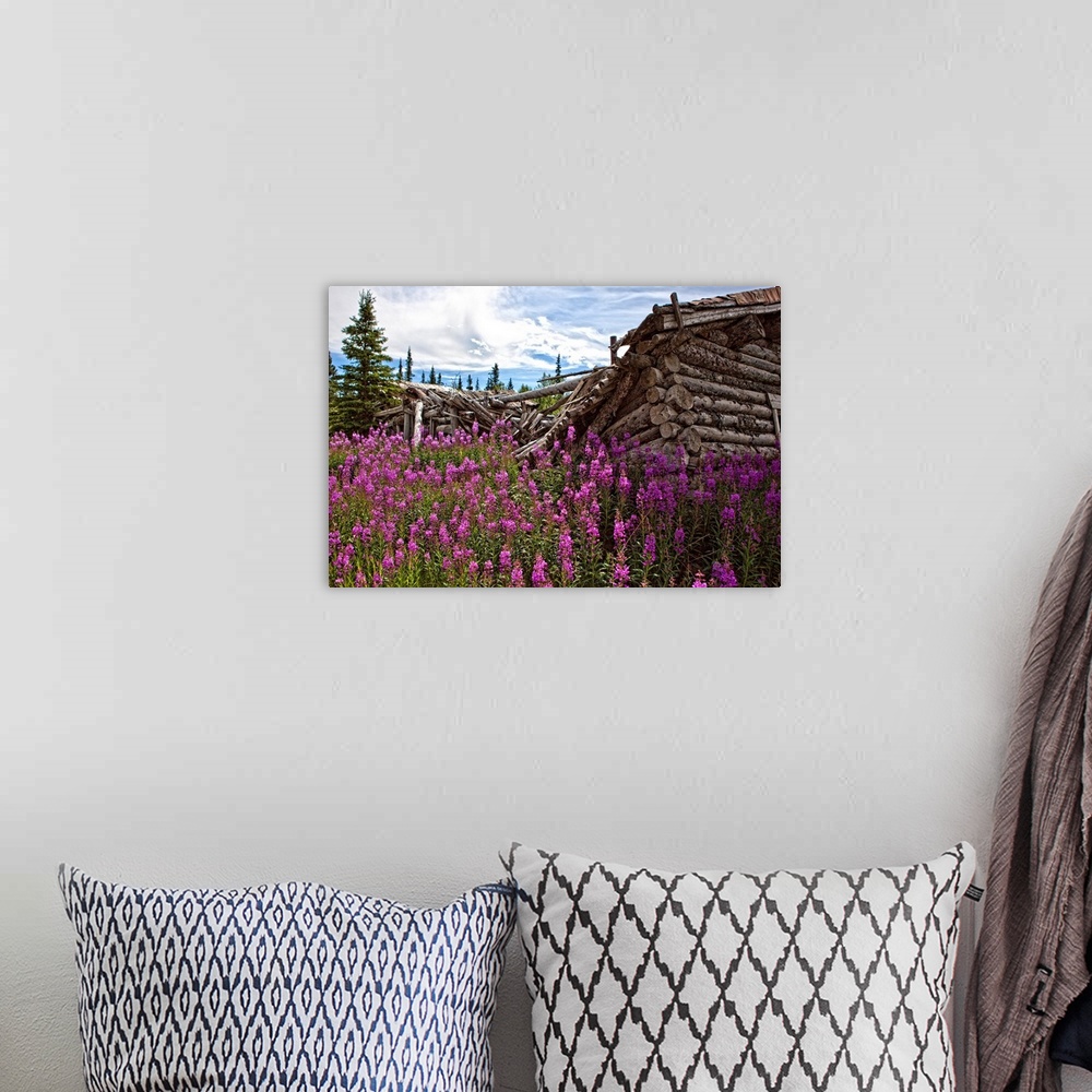 A bohemian room featuring Old Trappers Cabin Surrounded By Fireweed At Silver City, Yukon, Canada