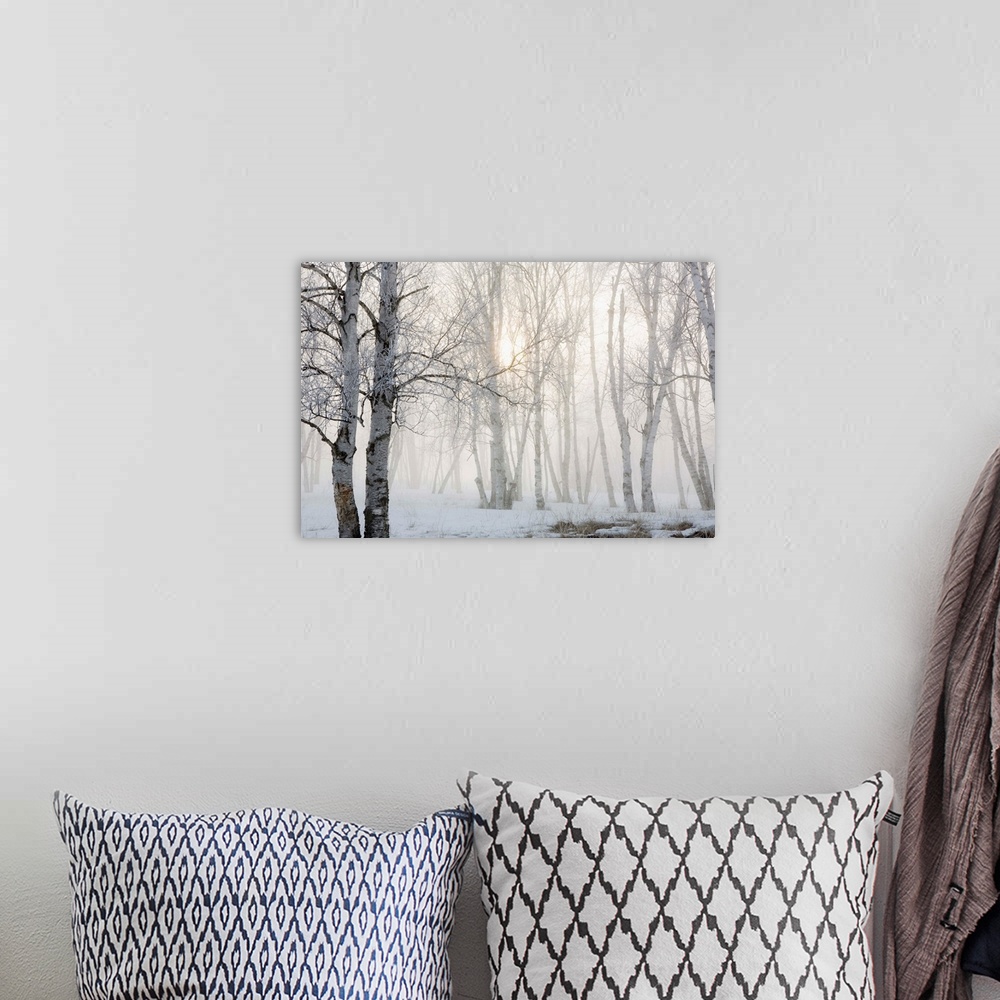 A bohemian room featuring Ontario, Canada, Birch Trees In The Fog