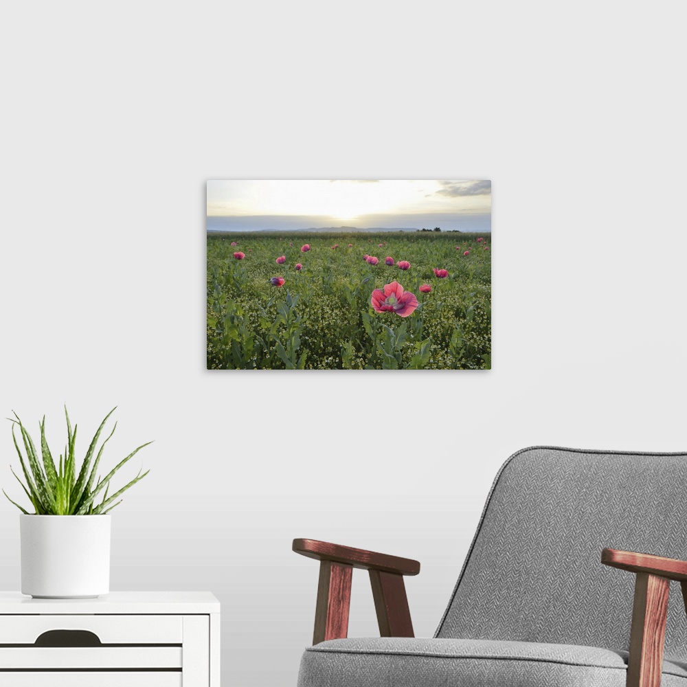 A modern room featuring Opium Poppies (Papaver somniferum) in field at Sunrise, Summer, Germerode, Hoher Meissner, Werra ...