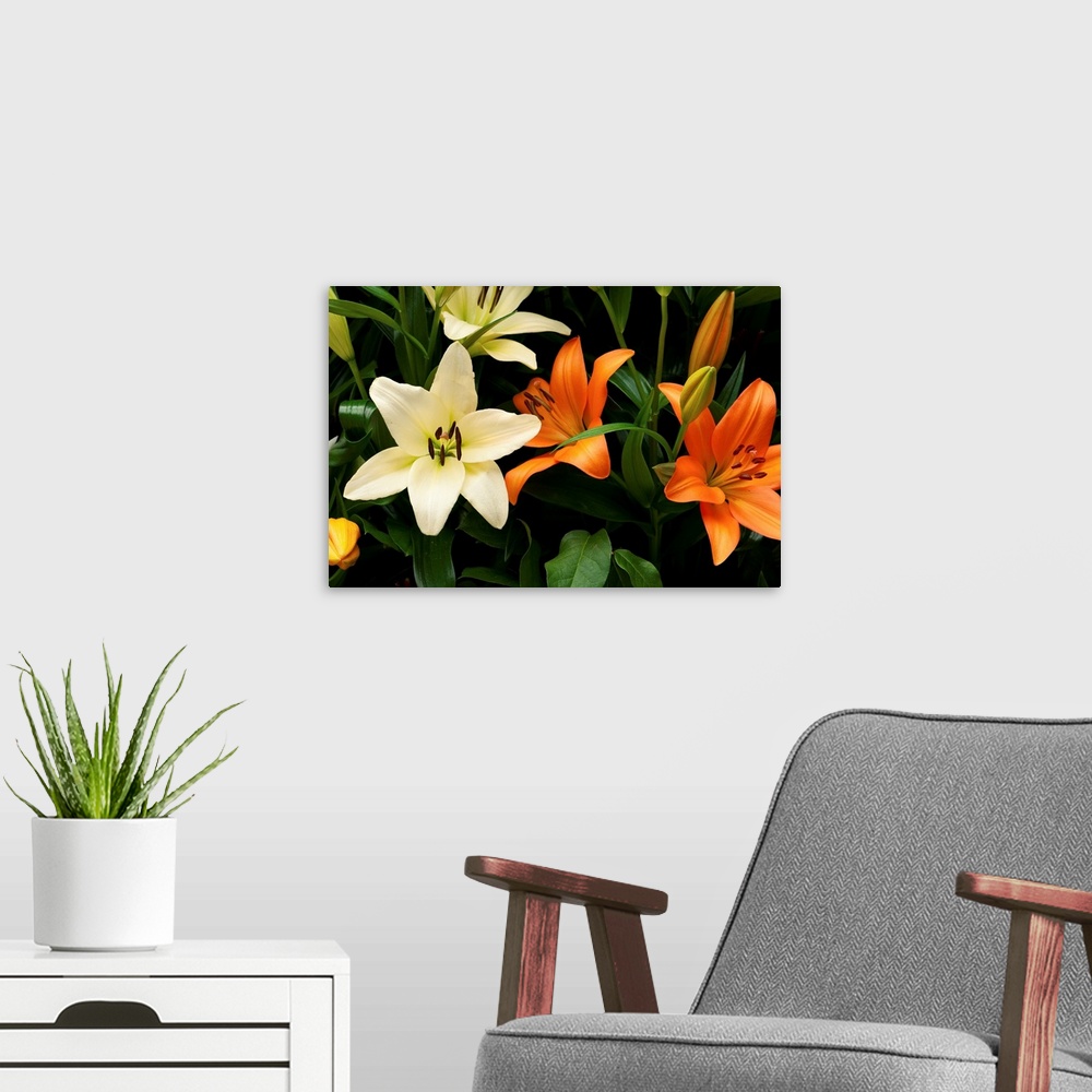 A modern room featuring Orange and white lily flowers and buds.