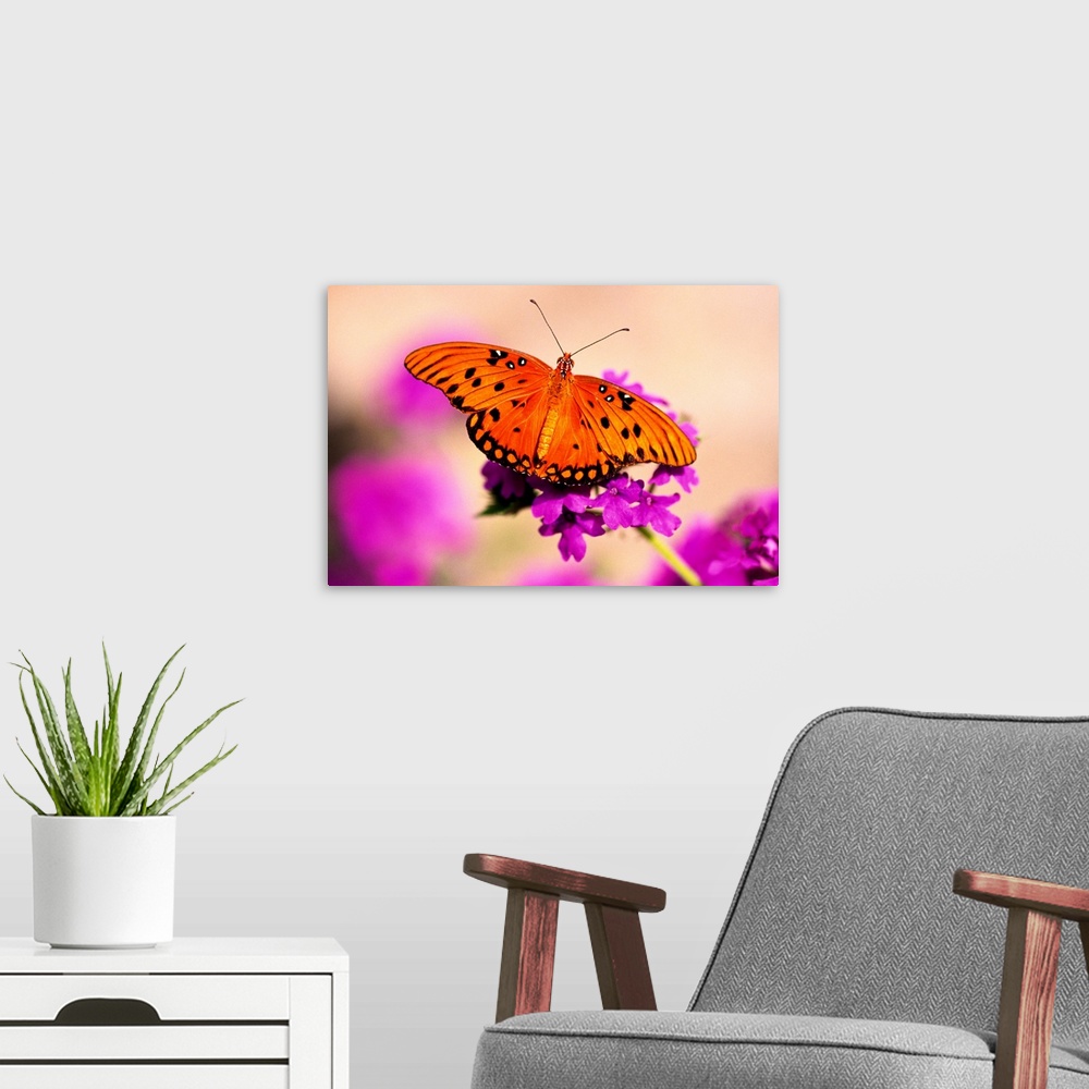 A modern room featuring Orange Butterfly