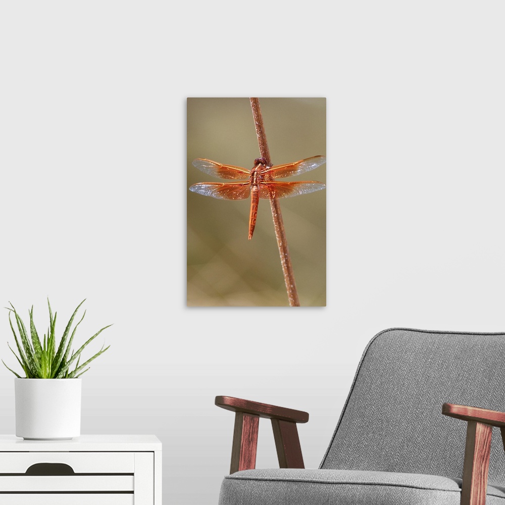 A modern room featuring Orange dragonfly, flame skimmer (Libellula saturata) perched on a stick, United States of America