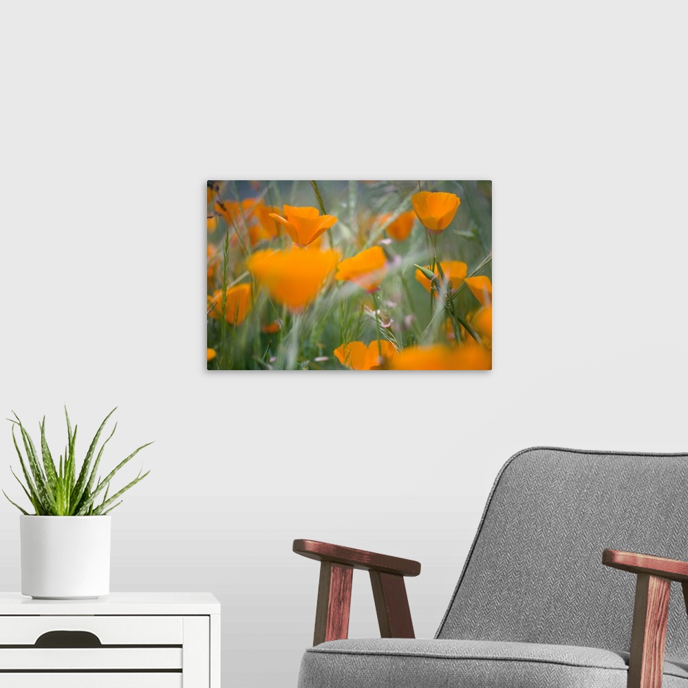 A modern room featuring Orange Poppies