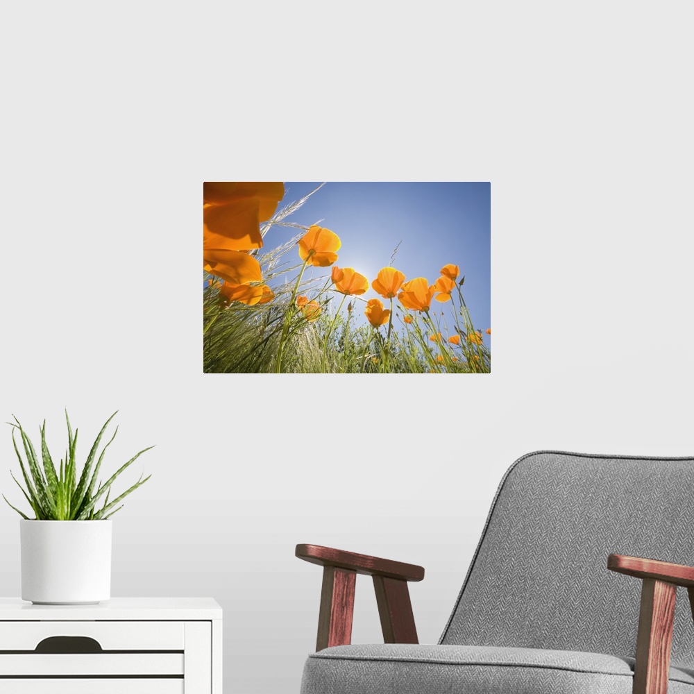 A modern room featuring Orange Poppies