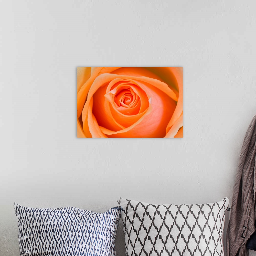 A bohemian room featuring Orange Rose