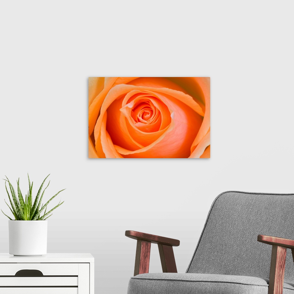 A modern room featuring Orange Rose