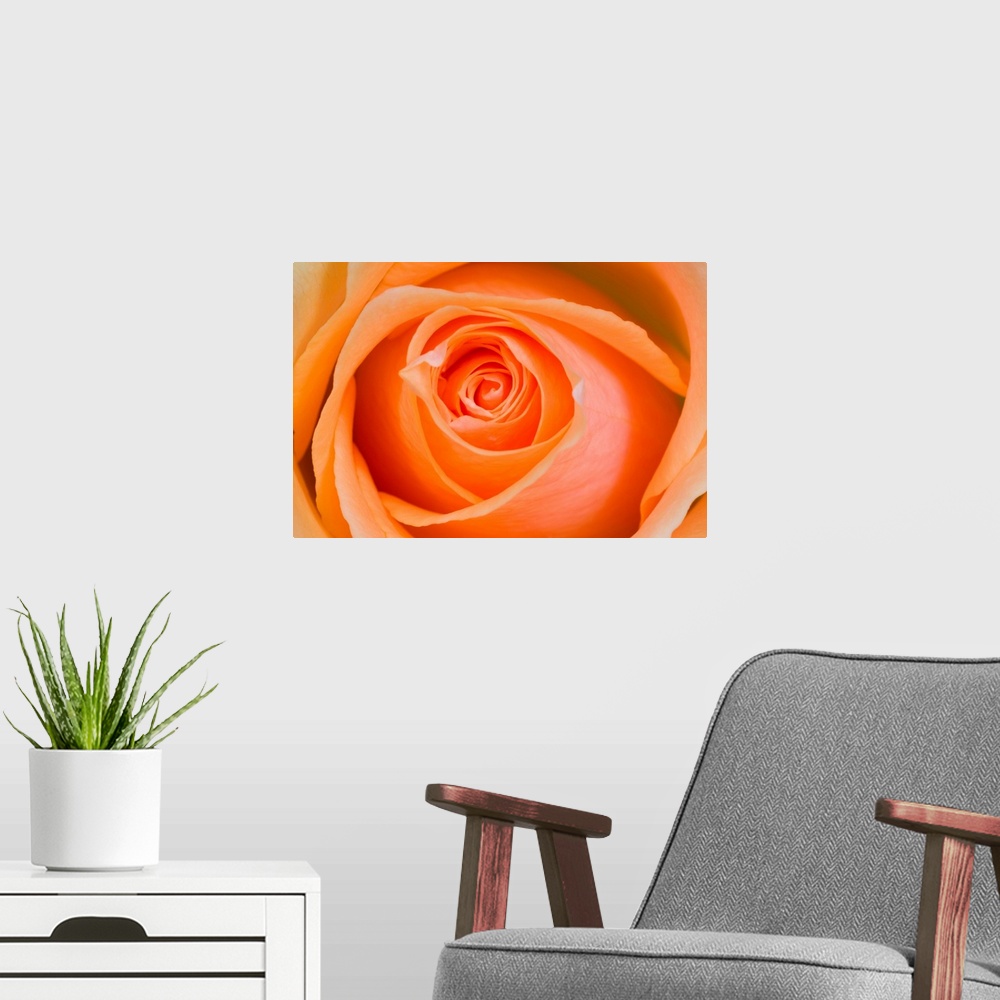 A modern room featuring Orange Rose