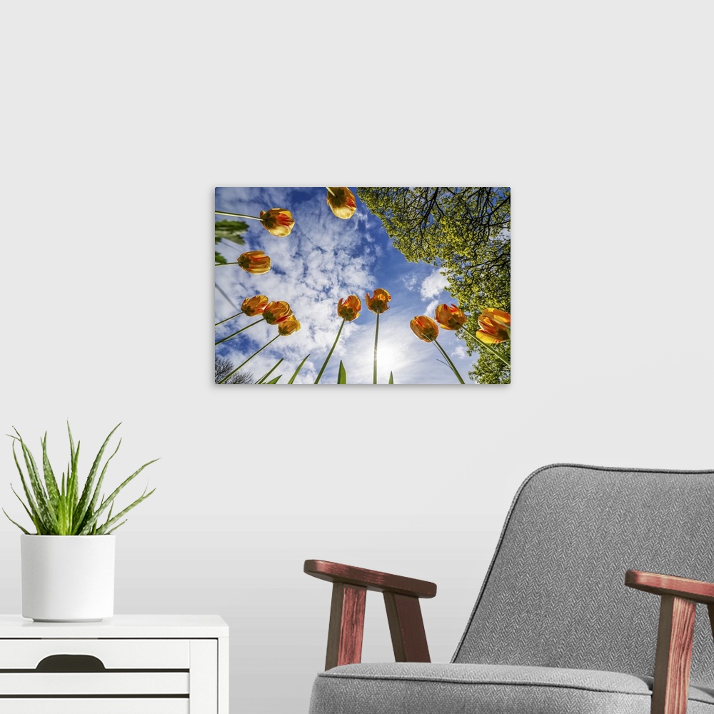 A modern room featuring Orange tulips reaching for the blue sky with cloud; Whitburn Village, Tyne and Wear, England.