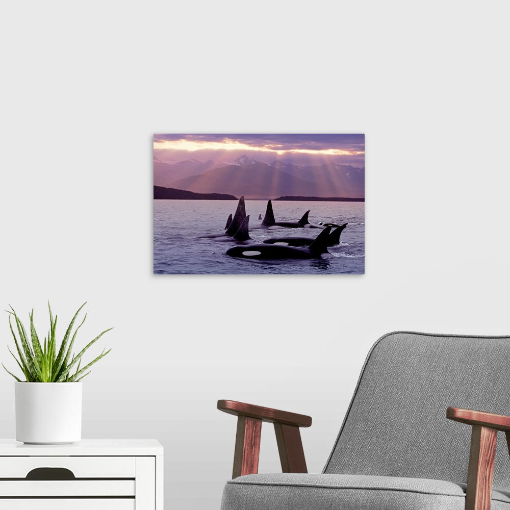 A modern room featuring Orca Pod in Lynn Canal w/Sunrays on Chilkat Mtn AK SE Summer Evening Composite