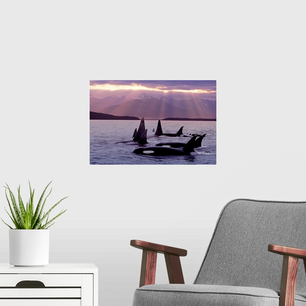 A modern room featuring Orca Pod in Lynn Canal w/Sunrays on Chilkat Mtn AK SE Summer Evening Composite