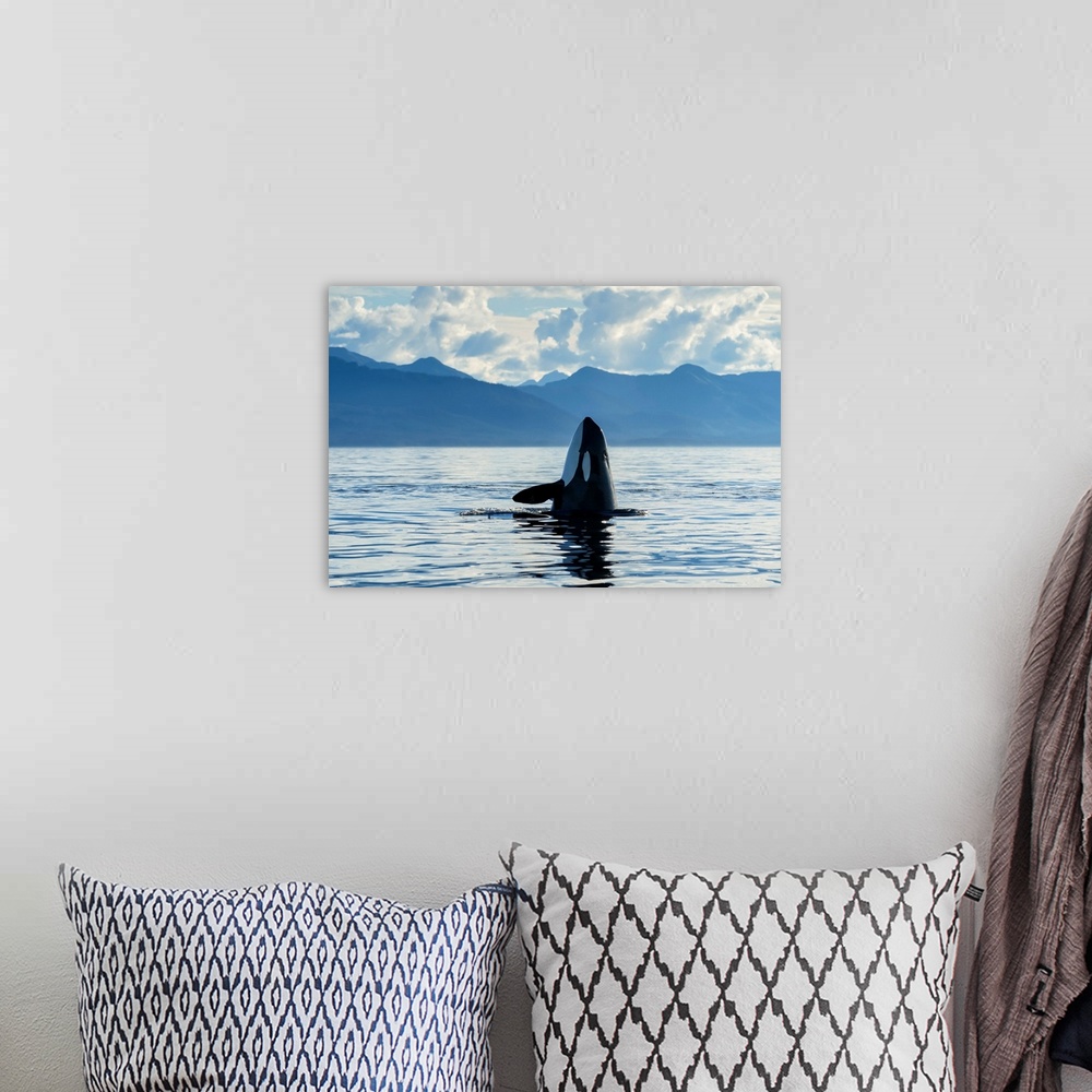 A bohemian room featuring An Orca (Orcinus orca), also known as a killer whale, spyhopping to get an above surface view of ...