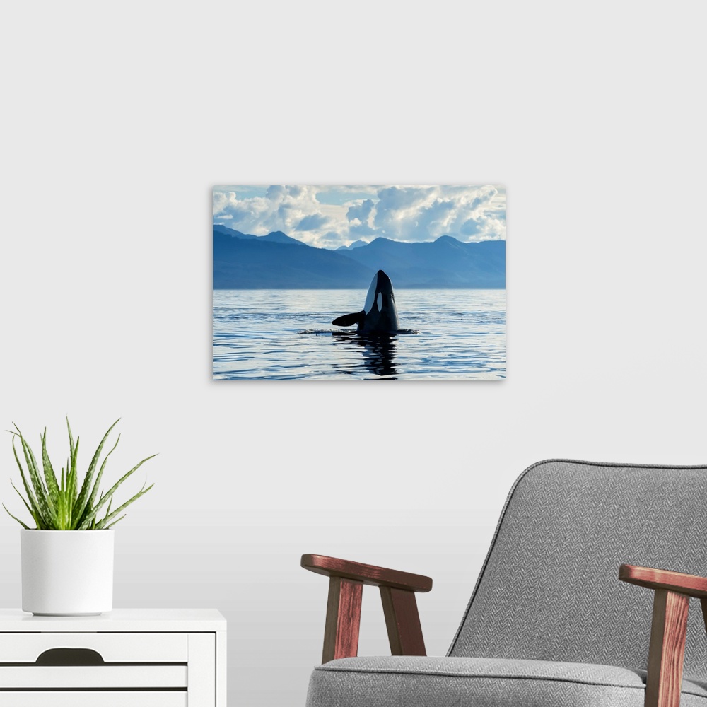 A modern room featuring An Orca (Orcinus orca), also known as a killer whale, spyhopping to get an above surface view of ...
