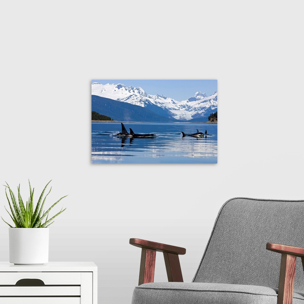 A modern room featuring Orca surface in Lynn Canal near Juneau with Herbert Glacier and Coast Range beyond