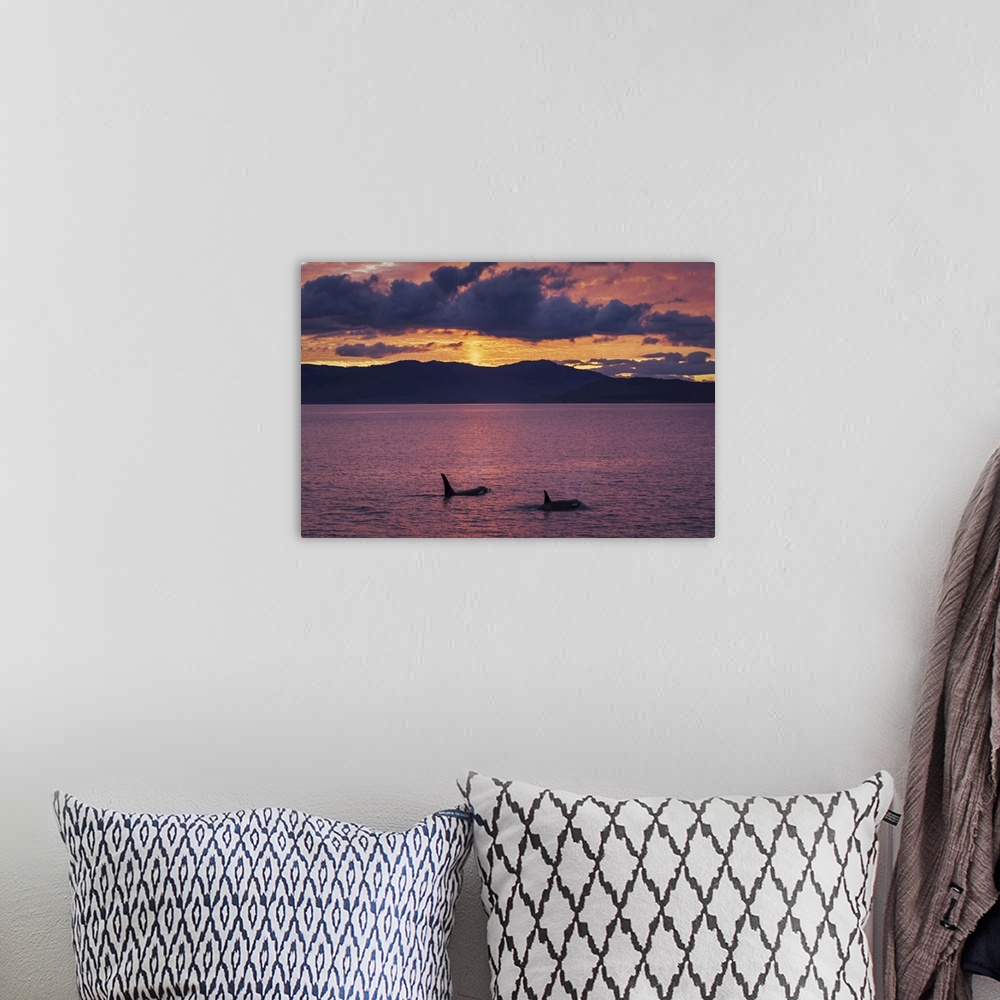 A bohemian room featuring Bigg's Killer whales or Orca (Orcinus orca) swim toward a colorful sunset in the San Juan Islands...
