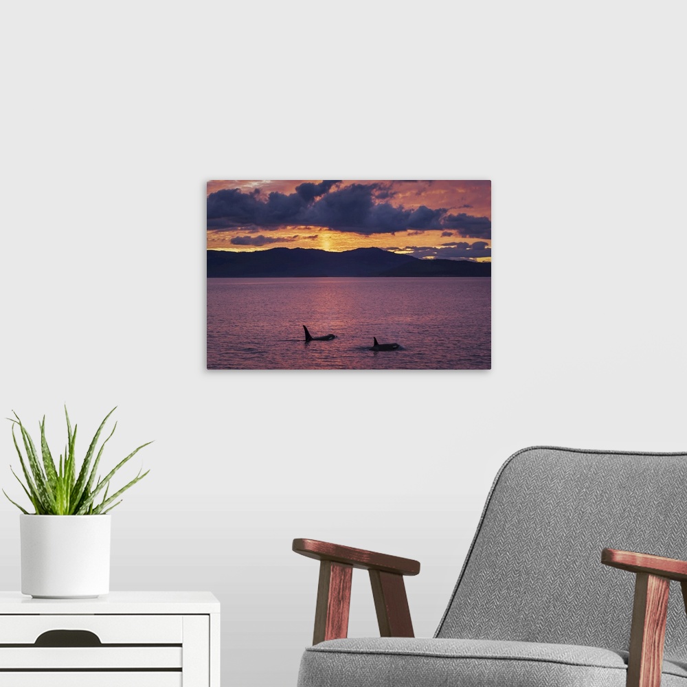 A modern room featuring Bigg's Killer whales or Orca (Orcinus orca) swim toward a colorful sunset in the San Juan Islands...