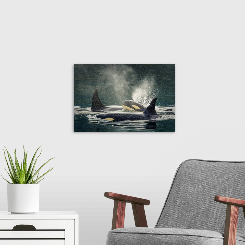 A modern room featuring Family group, killer whale calf, orca (Orcinus orca), Johnstone Strait near Robson Bight (Michael...