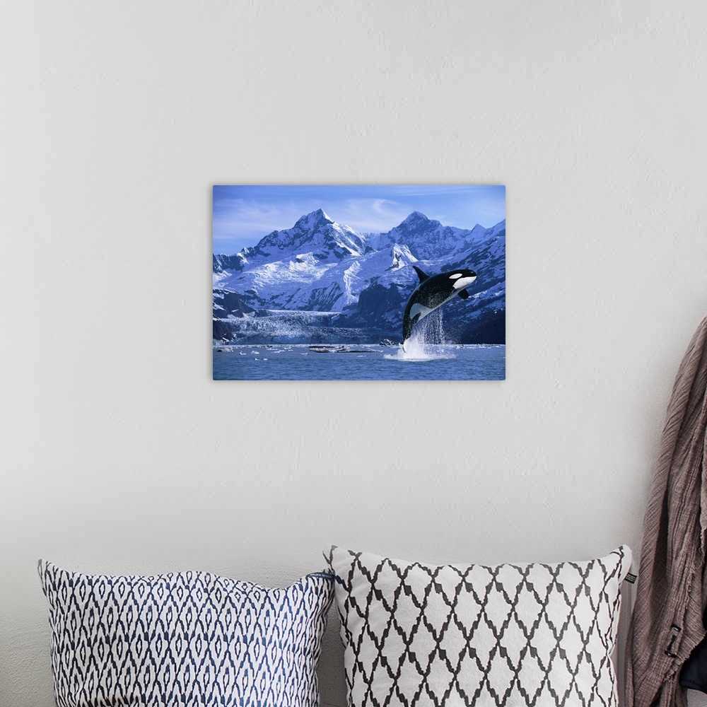A bohemian room featuring Orca Whale Breaching Glacier Bay Composite