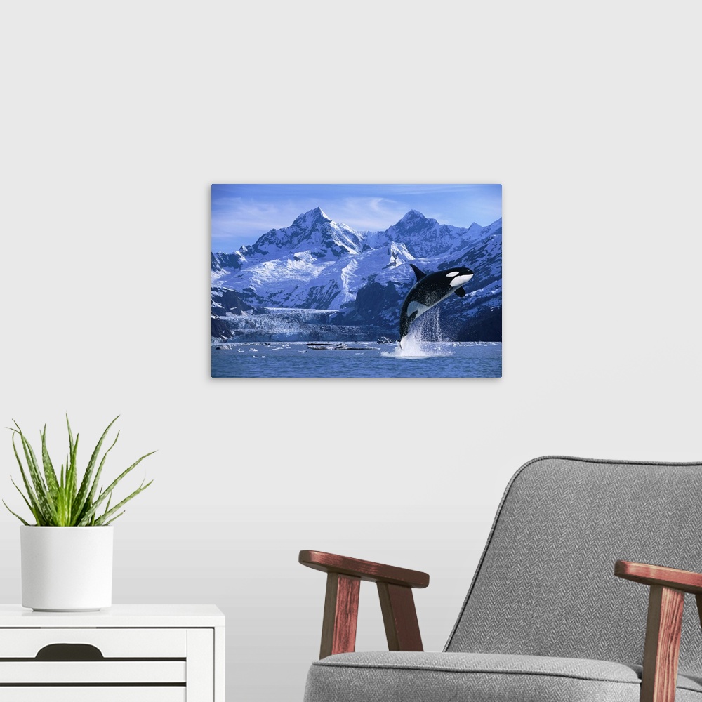 A modern room featuring Orca Whale Breaching Glacier Bay Composite