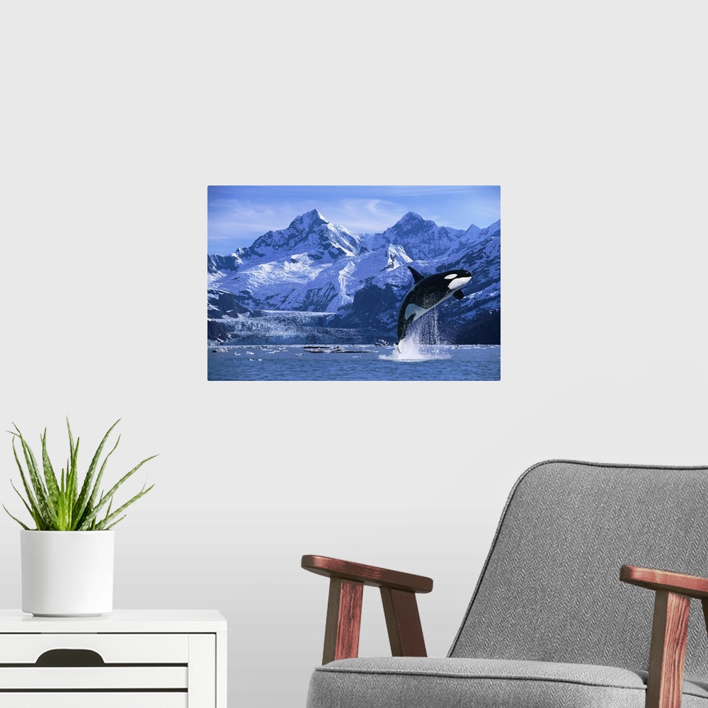 A modern room featuring Orca Whale Breaching Glacier Bay Composite