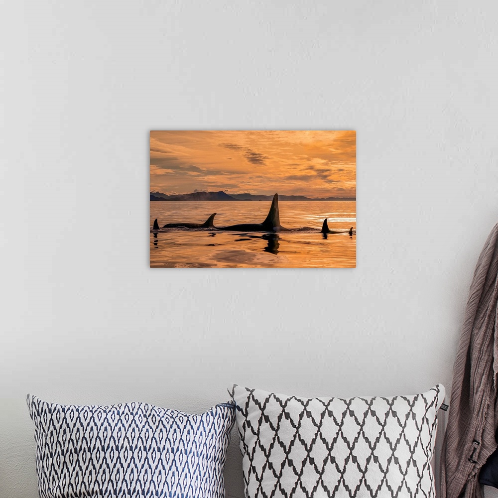 A bohemian room featuring Orca whale (Orcinus orca) pod in Chatham Strait at sunset, Southeast Alaska; Alaska, United State...