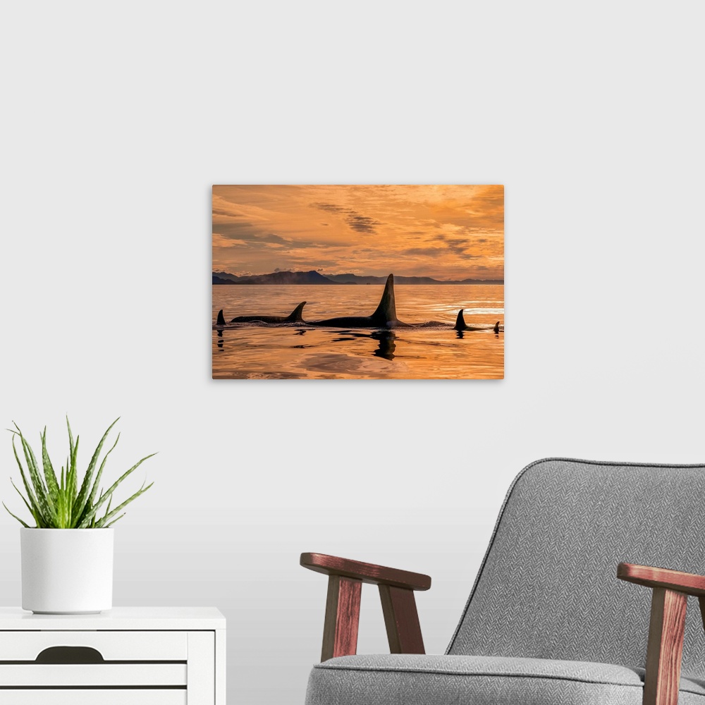 A modern room featuring Orca whale (Orcinus orca) pod in Chatham Strait at sunset, Southeast Alaska; Alaska, United State...