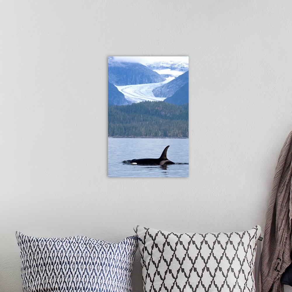 A bohemian room featuring Orca Whale surfaces in Favorite Passage with Eagle Glacier and coastal mountains beyond, Tongass ...