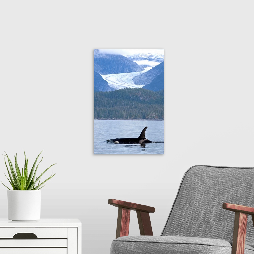 A modern room featuring Orca Whale surfaces in Favorite Passage with Eagle Glacier and coastal mountains beyond, Tongass ...