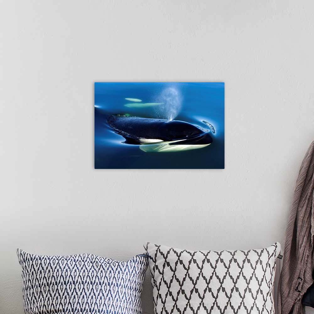 A bohemian room featuring Orca Whale Surfaces In Lynn Canal, Inside Passage, Alaska