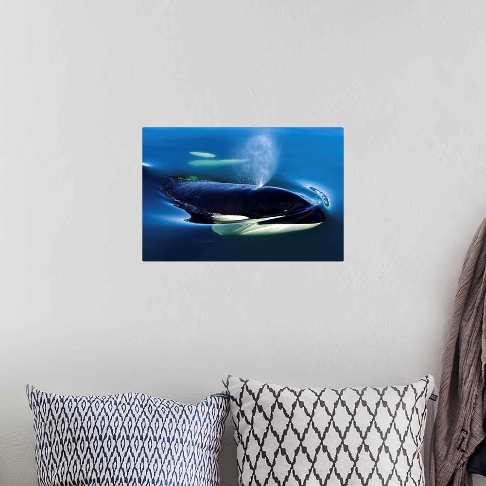 A bohemian room featuring Orca Whale Surfaces In Lynn Canal, Inside Passage, Alaska