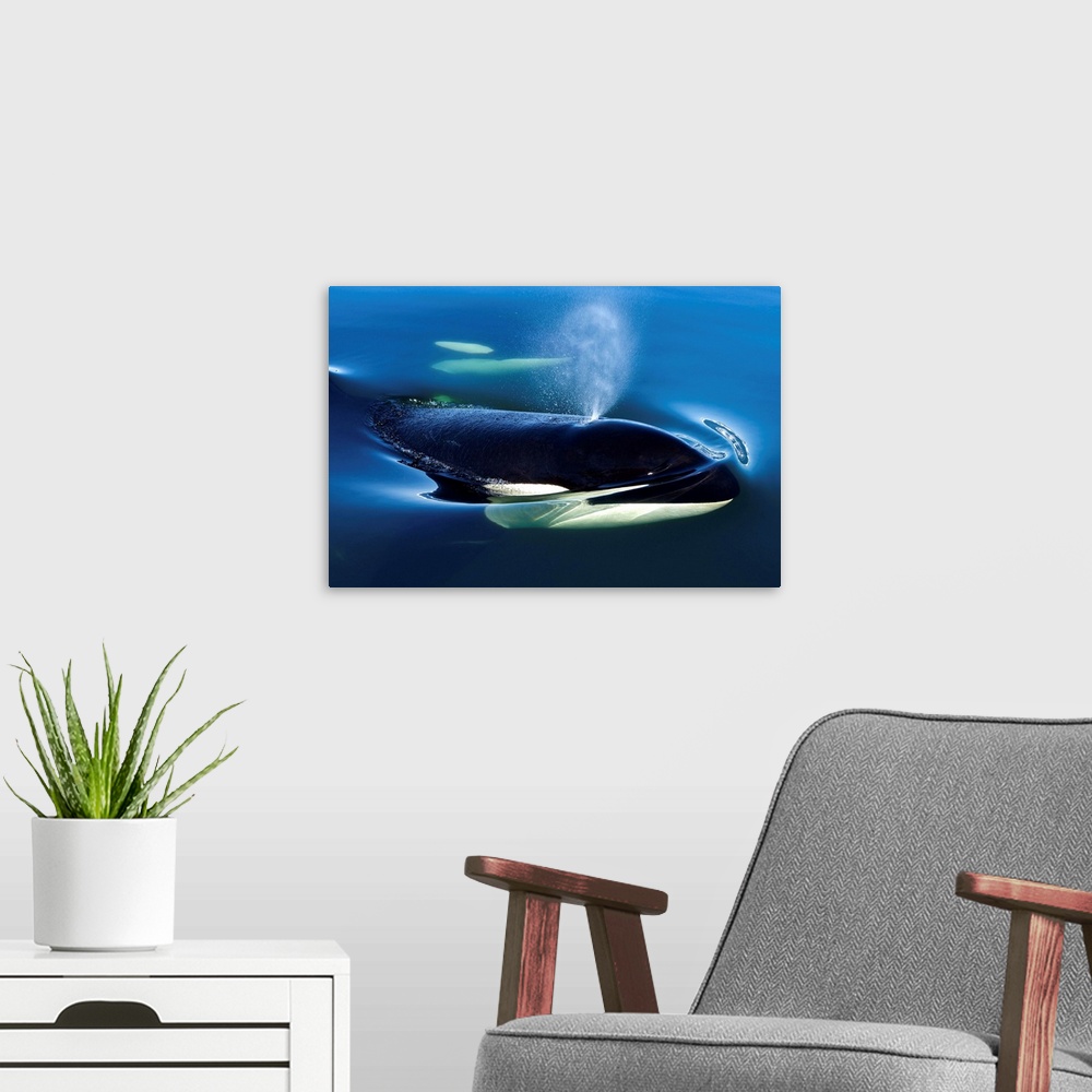 A modern room featuring Orca Whale Surfaces In Lynn Canal, Inside Passage, Alaska