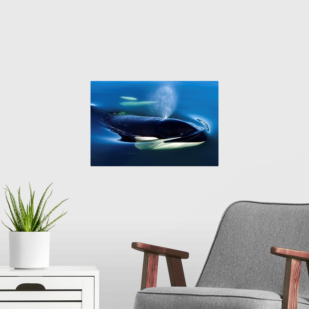 A modern room featuring Orca Whale Surfaces In Lynn Canal, Inside Passage, Alaska