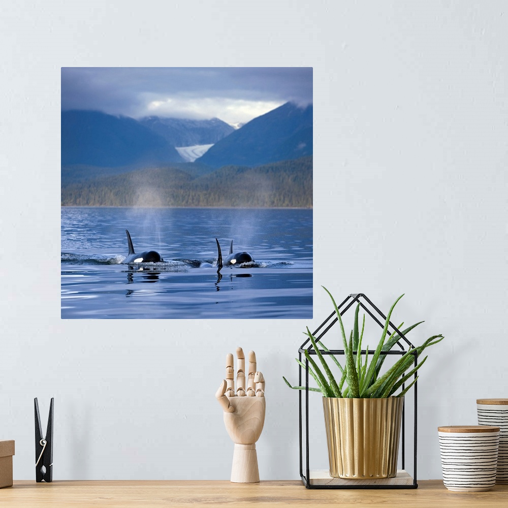 A bohemian room featuring Orca Whales surface in Alaska's Inside passage with the Coastal Range and Eagle Glacier in the ba...