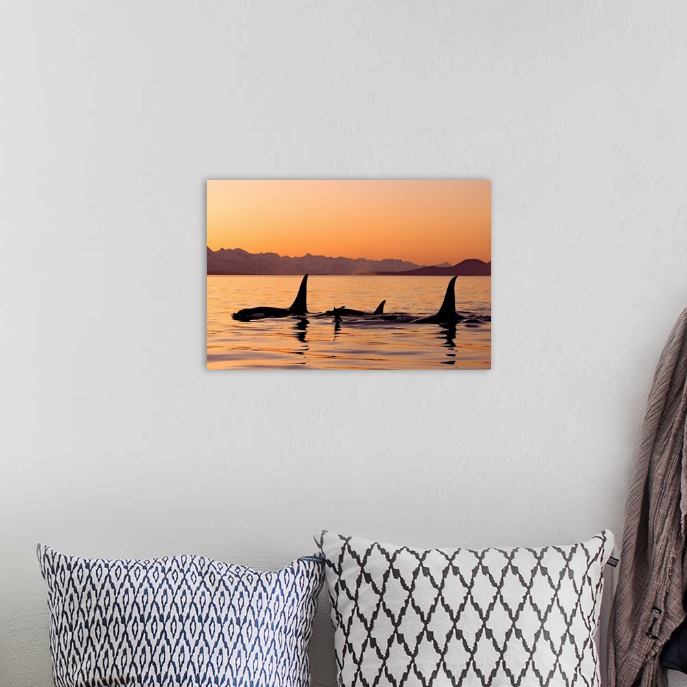 A bohemian room featuring Photograph of dorsal fins surfacing in ocean at dusk with mountain silhouettes in the distance.