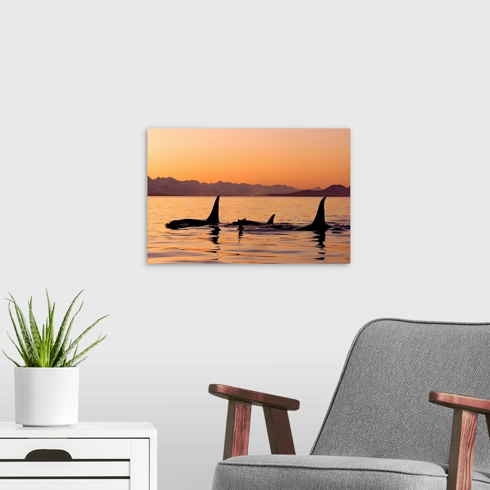 A modern room featuring Photograph of dorsal fins surfacing in ocean at dusk with mountain silhouettes in the distance.