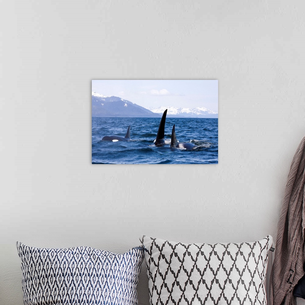 A bohemian room featuring Orca Whales surface in Lynn Canal with Chilkat Mountains in the distance, Alaska
