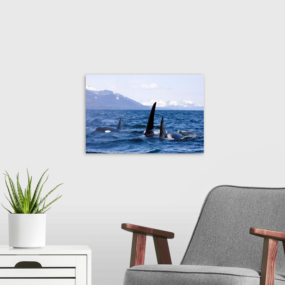 A modern room featuring Orca Whales surface in Lynn Canal with Chilkat Mountains in the distance, Alaska