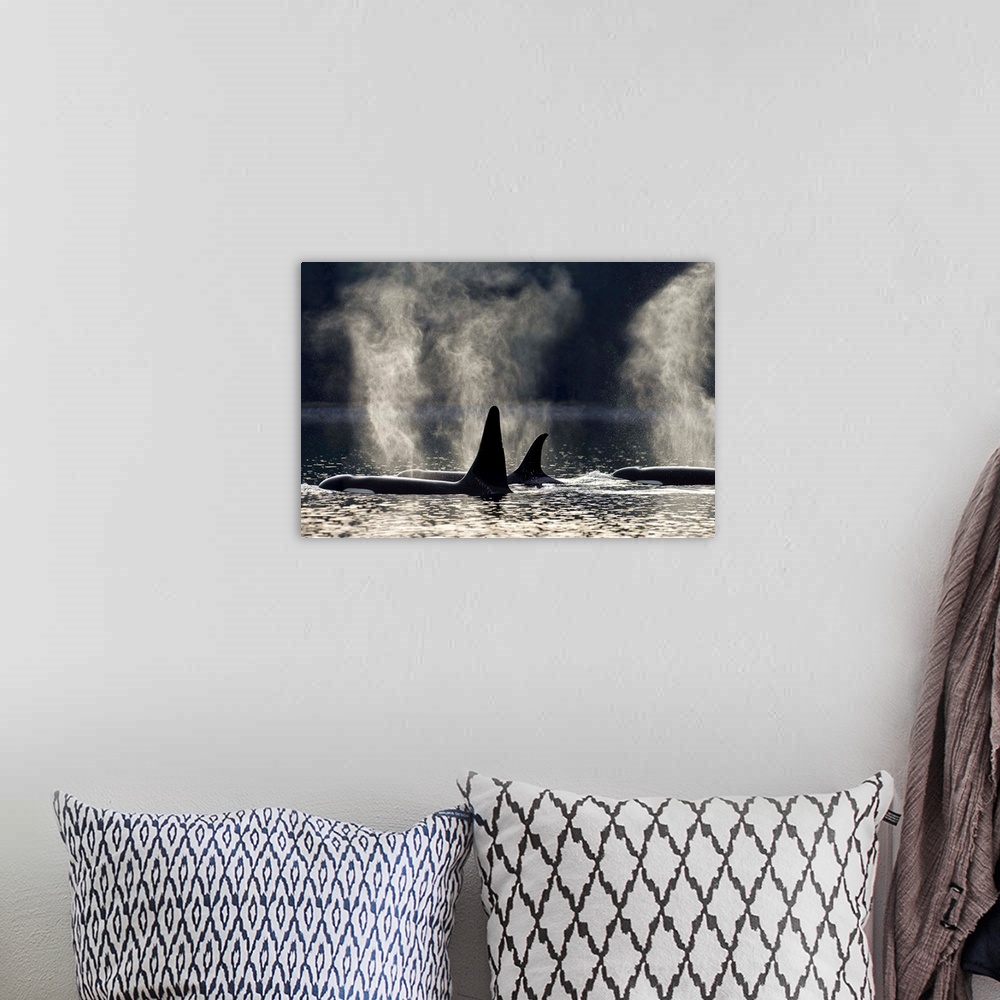 A bohemian room featuring COMPOSITE: Orca Whales surface along a forested shoreline in Alaska's Inside passage, Admiralty I...