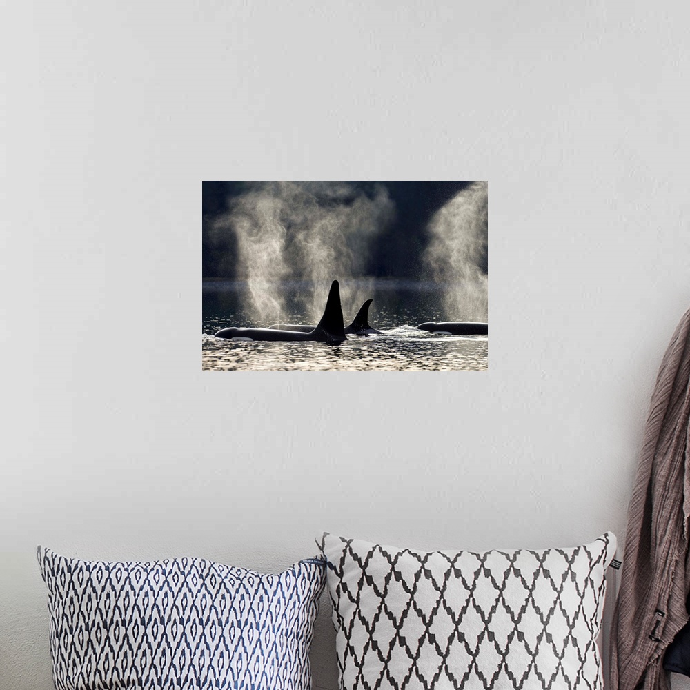 A bohemian room featuring COMPOSITE: Orca Whales surface along a forested shoreline in Alaska's Inside passage, Admiralty I...