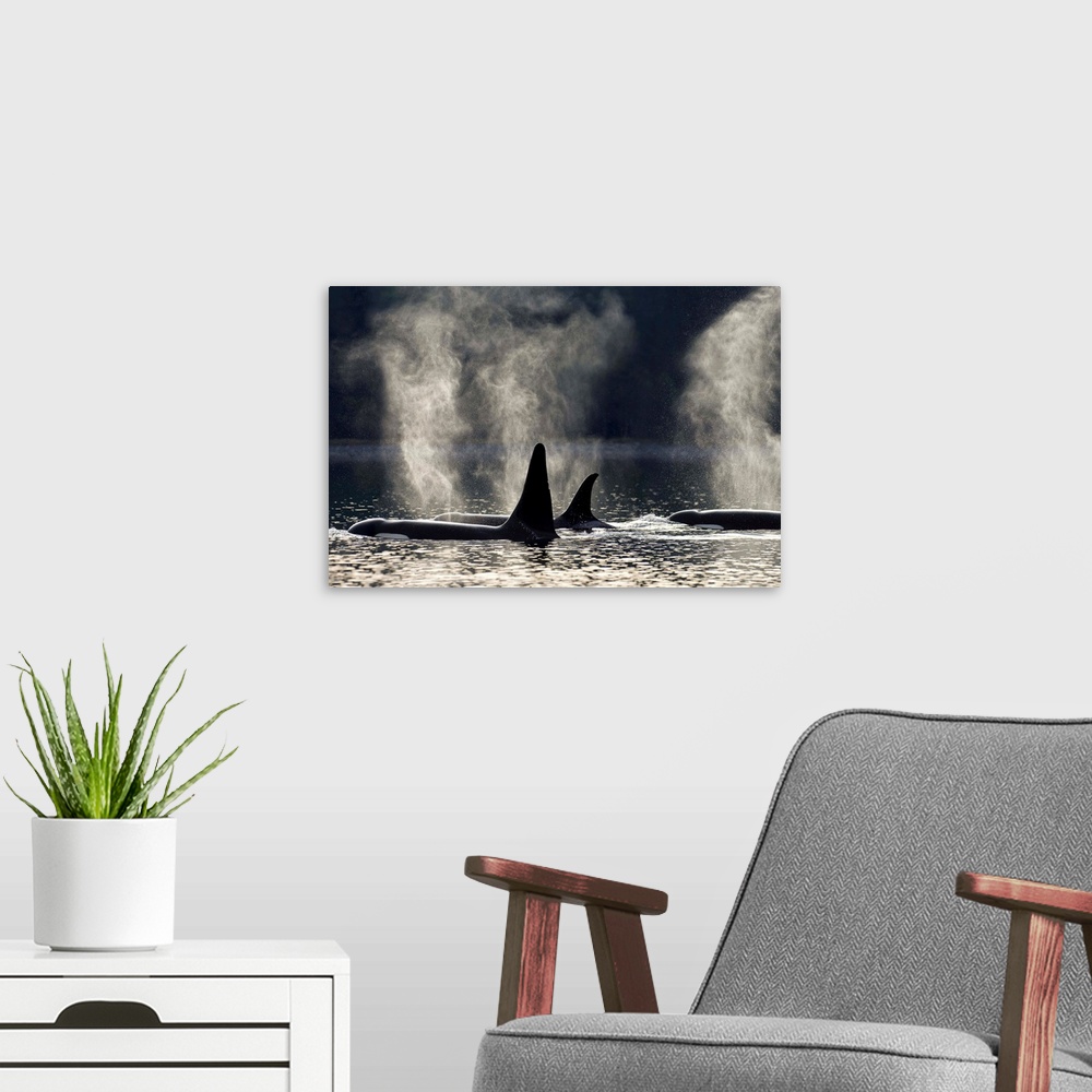 A modern room featuring COMPOSITE: Orca Whales surface along a forested shoreline in Alaska's Inside passage, Admiralty I...