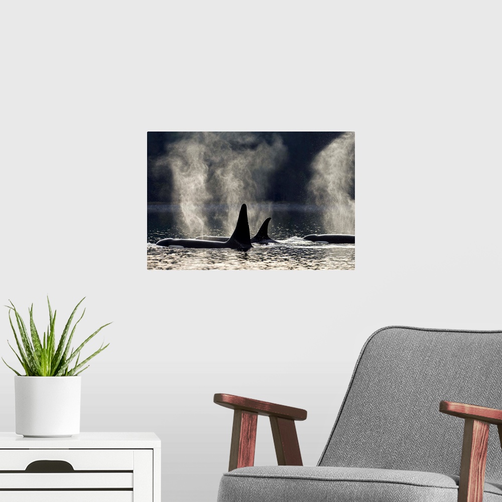 A modern room featuring COMPOSITE: Orca Whales surface along a forested shoreline in Alaska's Inside passage, Admiralty I...