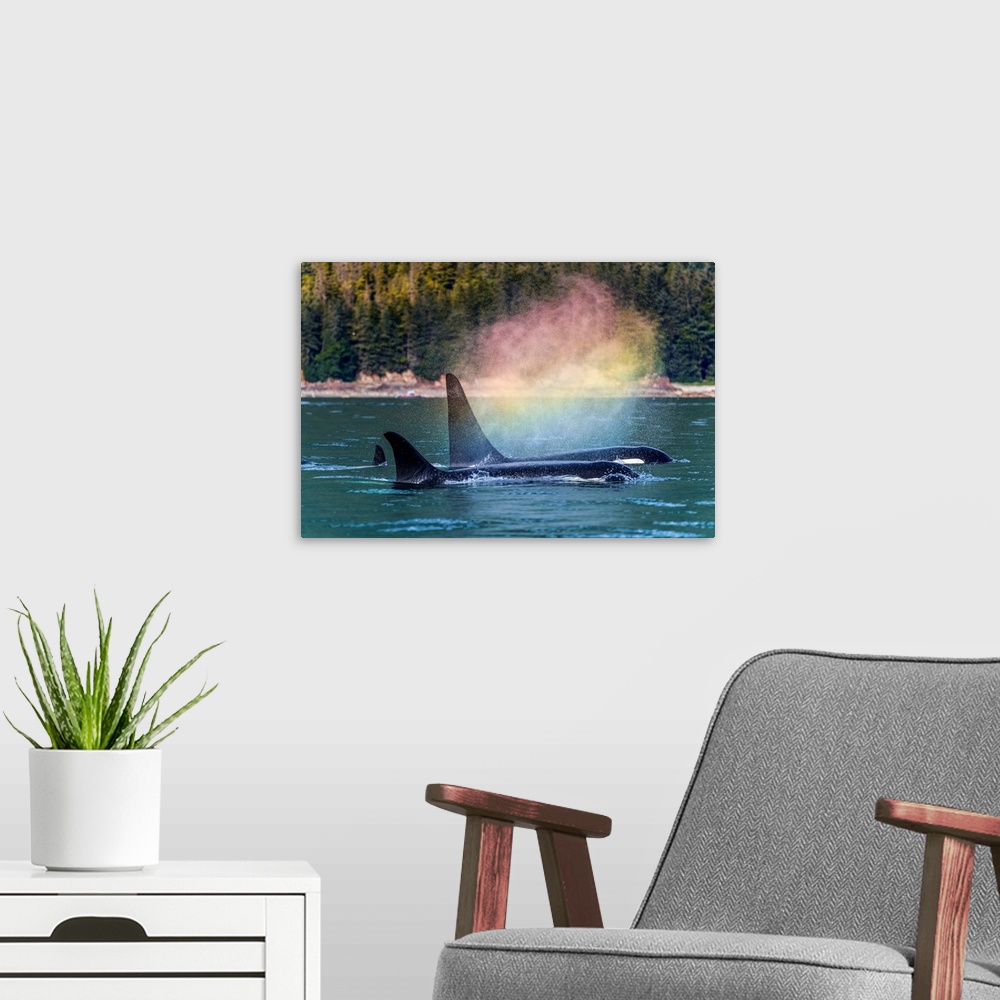 A modern room featuring Orcas (Orcinus orca), also known as a Killer Whales, surface in Chatham Strait, a 'rainbow' forms...