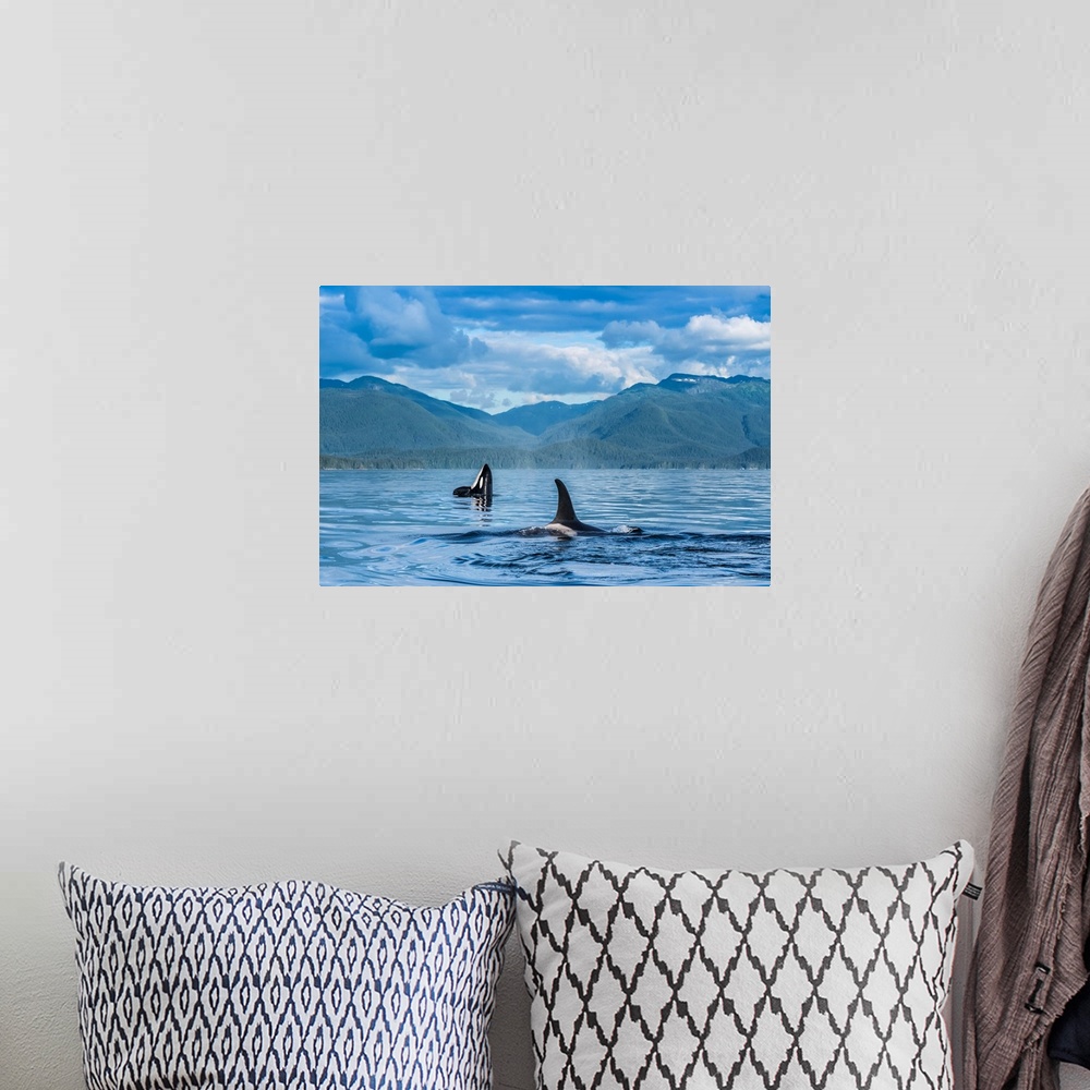 A bohemian room featuring Orcas (Orcinus orca), also known as a Killer Whales, surface in Chatham Strait, spy hop in backgr...