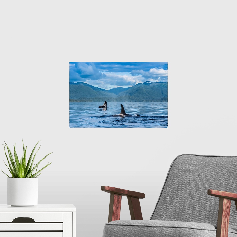 A modern room featuring Orcas (Orcinus orca), also known as a Killer Whales, surface in Chatham Strait, spy hop in backgr...