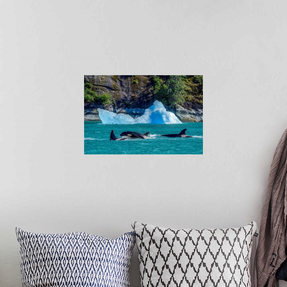 A bohemian room featuring Orcas (Orcinus orca), also known as a Killer Whales, surface in Inside Passage with an iceberg al...