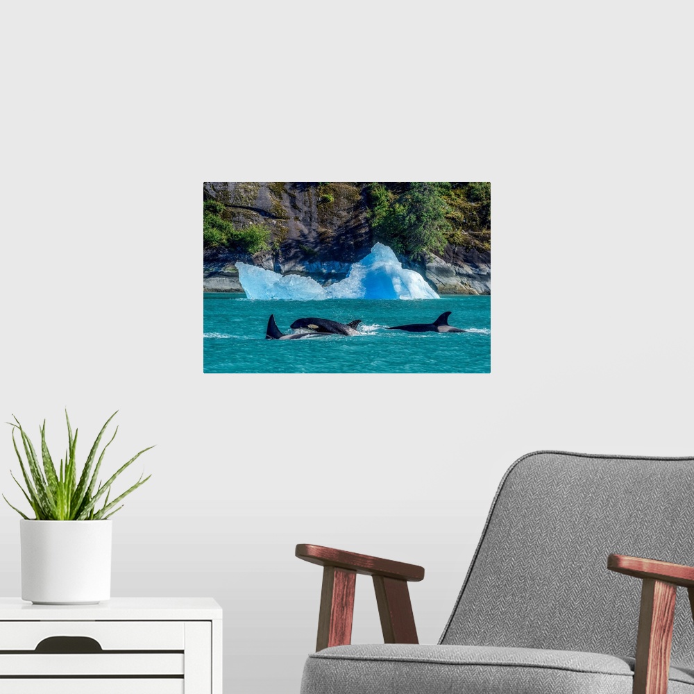 A modern room featuring Orcas (Orcinus orca), also known as a Killer Whales, surface in Inside Passage with an iceberg al...