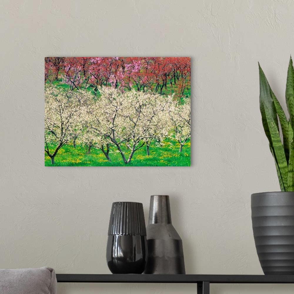 A modern room featuring Orchard, Spring Blooms, Osoyoos, British Columbia, Canada