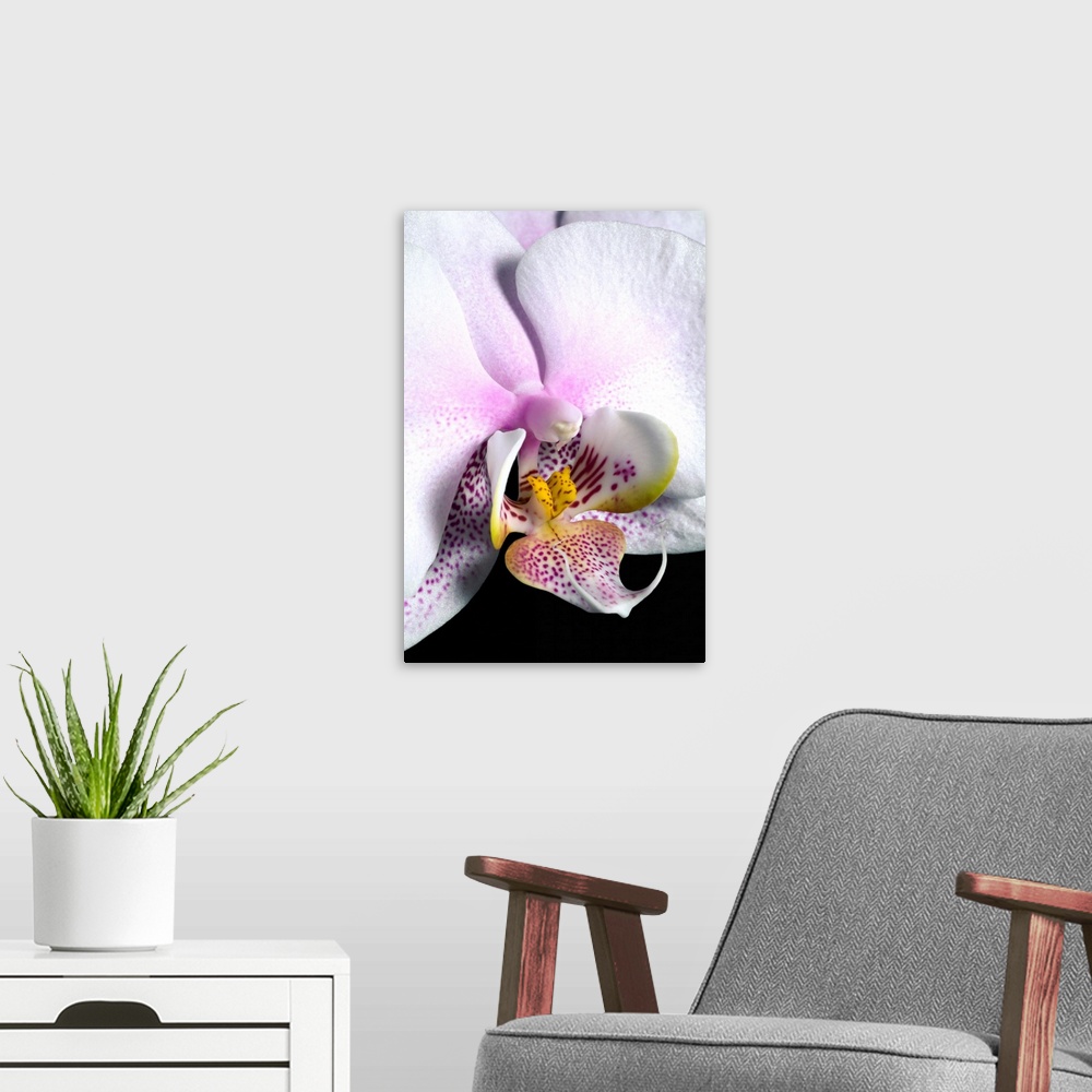 A modern room featuring Orchid