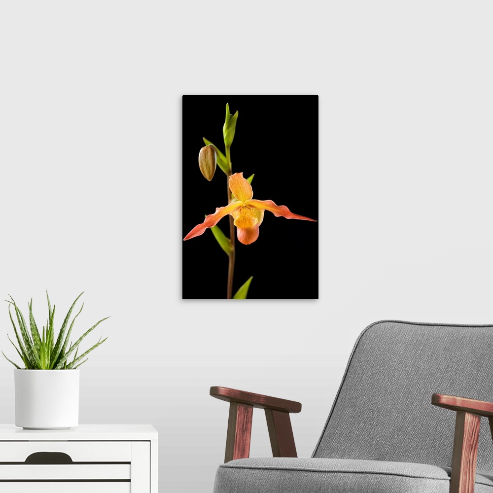 A modern room featuring Orchid On Black Background